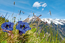 zillertal