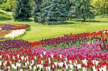 holland